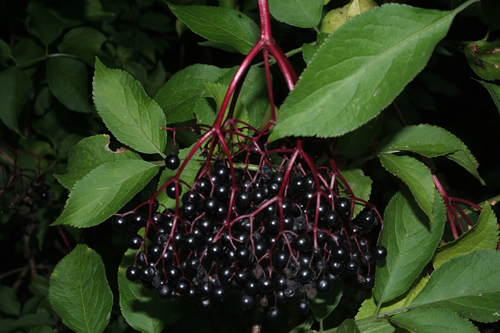 Health Benefits Of Elderberry  Concentrate